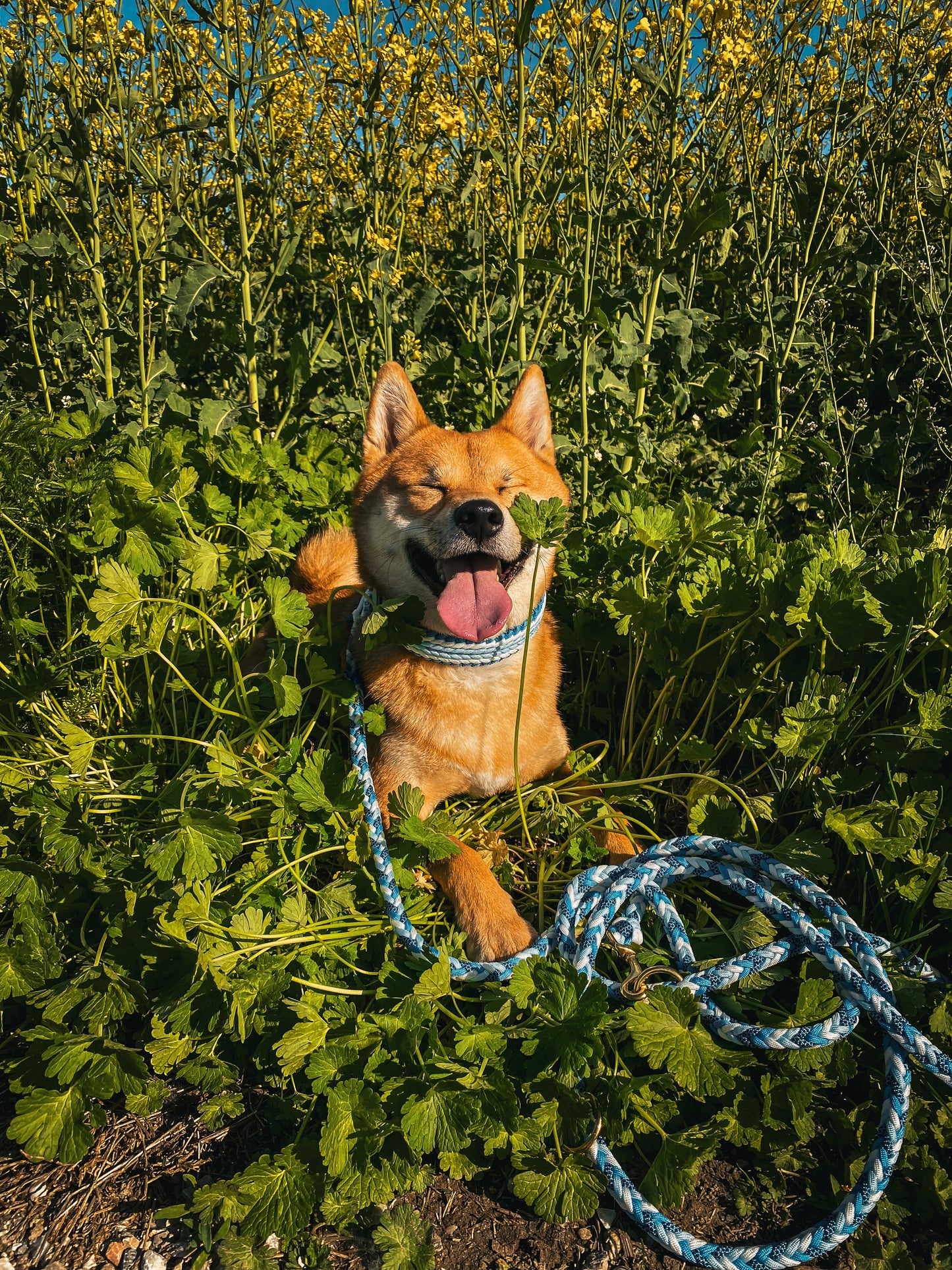 Individuell erstellbar | Halsband Weave | mittelgroße und große Hunde