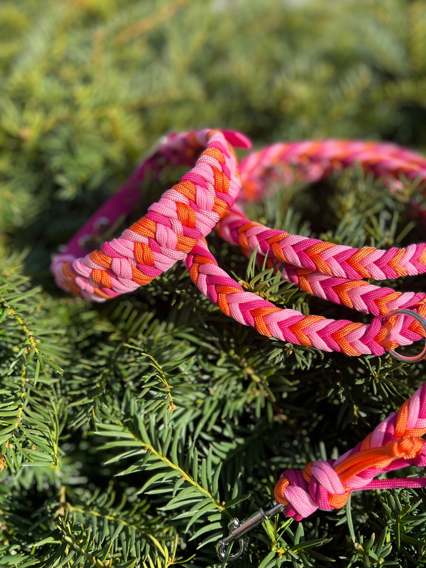 Individuell erstellbar | Halsband Lupia | kleine und mittelgroße Hunde