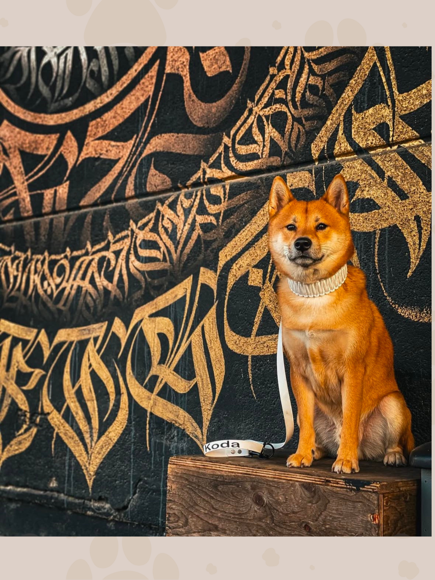 Individuell erstellbar | Biothane x Paracord Halsband | mittelgroße und große Hunde