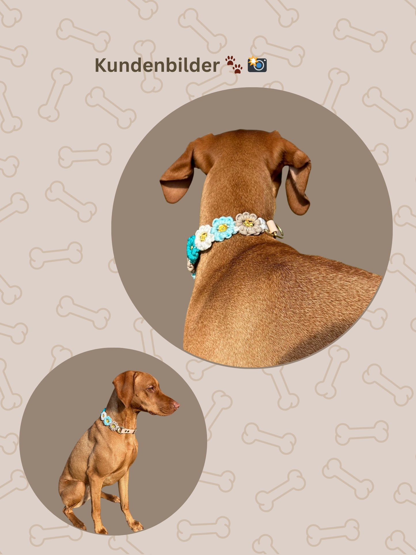 Individuell erstellbar | Halsband Flower | mittelgroße und große Hunde