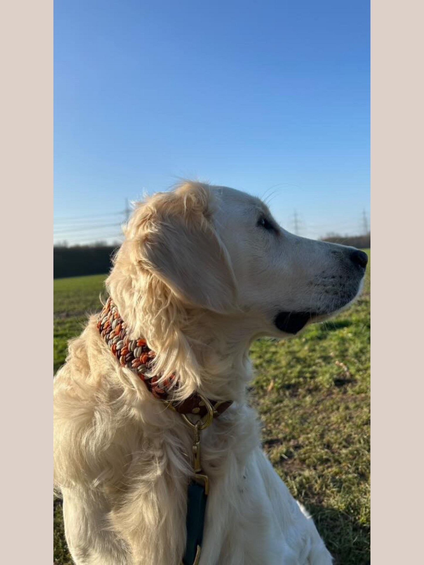 Customizable | Lupra collar | medium and large dogs