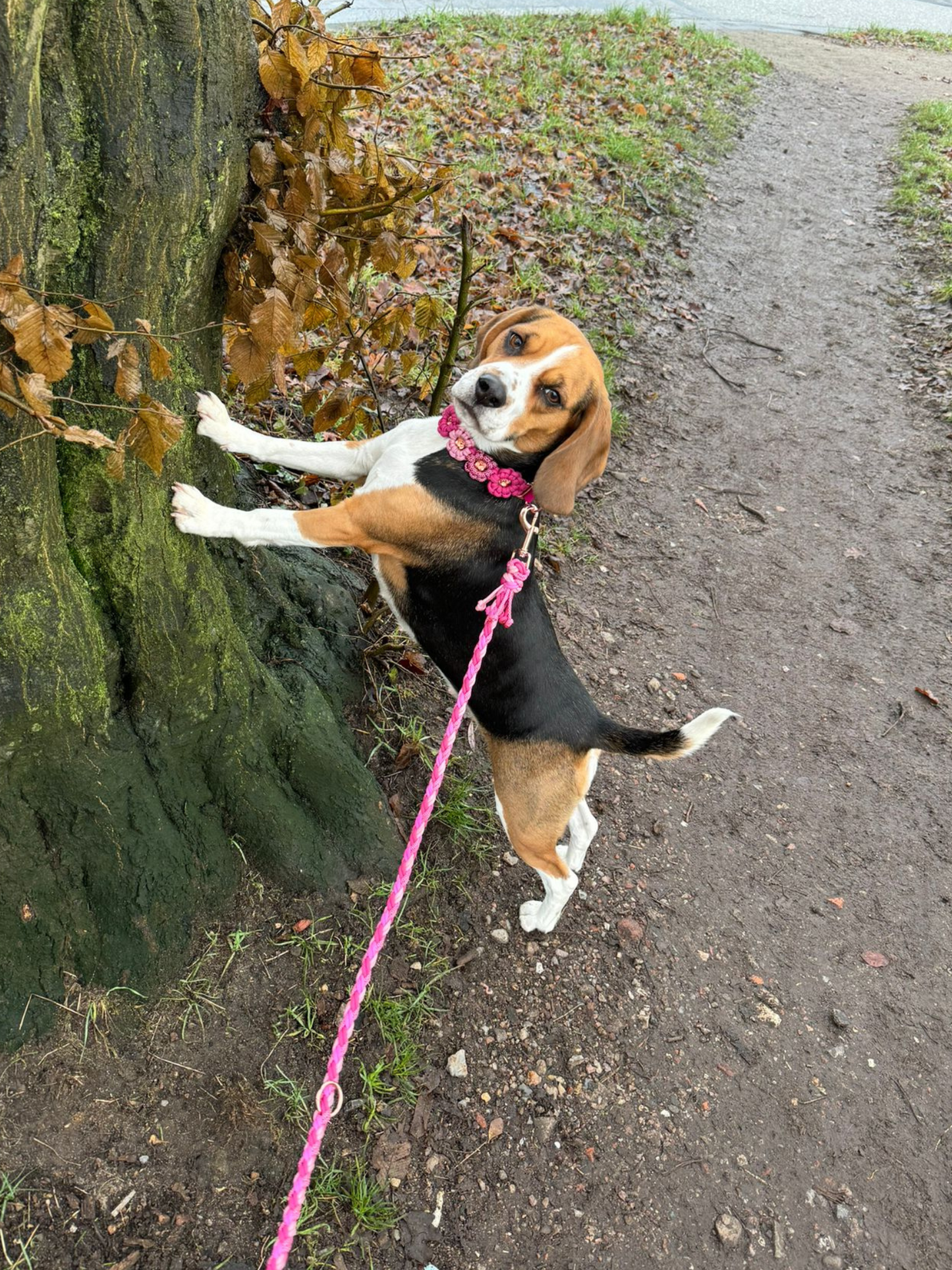 Individuell erstellbare Hundeleine | Diamond | Paracord