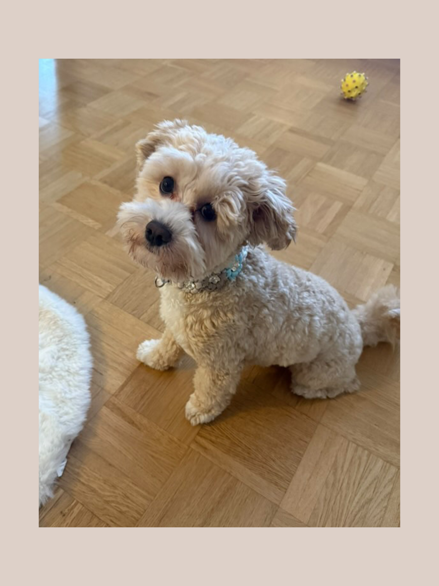 Customizable | Flower collar for minis | very small and small dogs