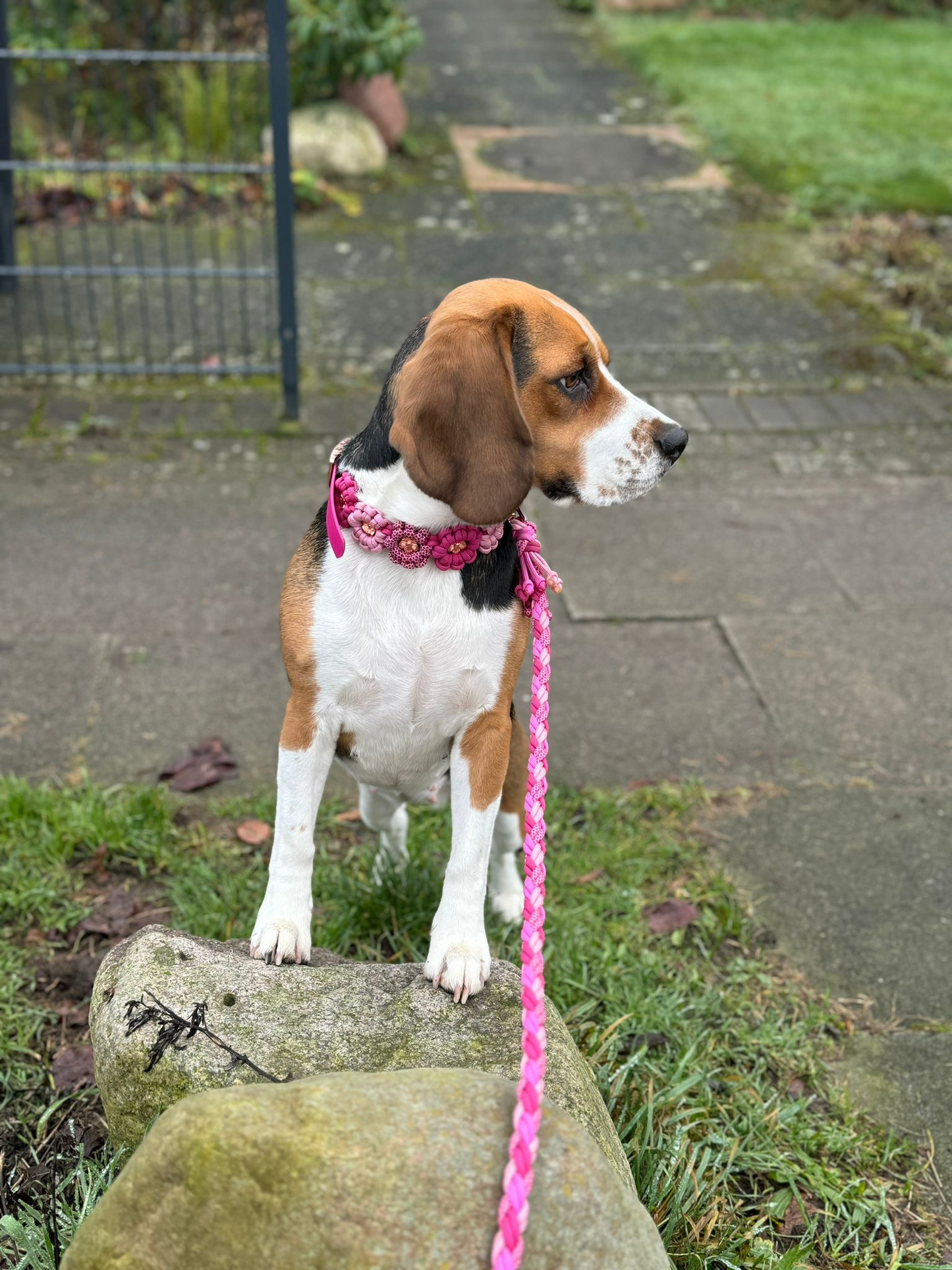 Individuell erstellbar | Halsband Flower | mittelgroße und große Hunde