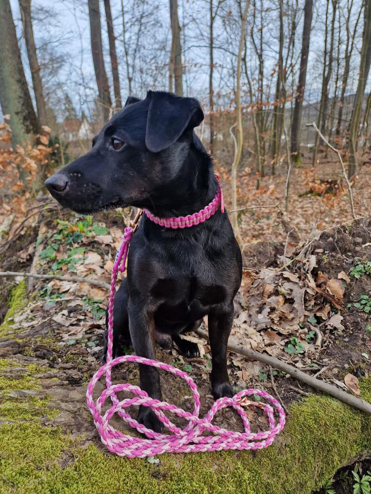 Customizable dog leash | Light leash | 2 colors available