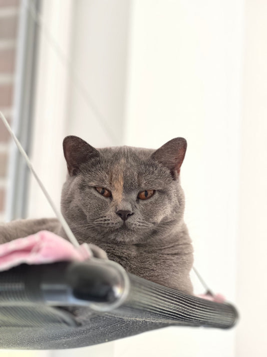 Window lounger