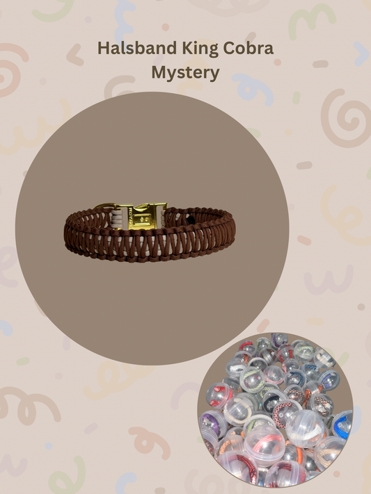 Mystery Box Dog Leash | Paracord | Random Colors