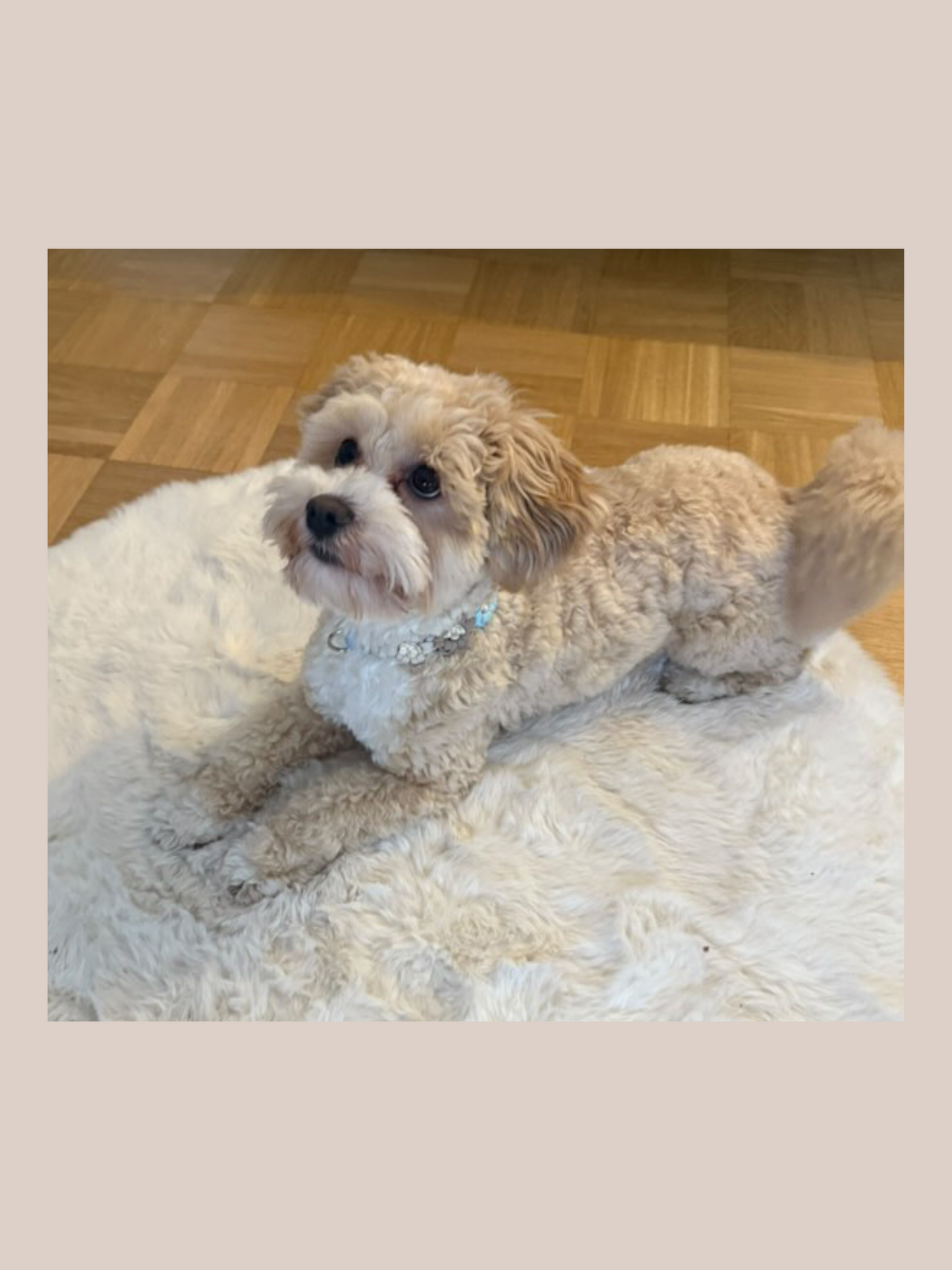 Customizable | Flower collar for minis | very small and small dogs