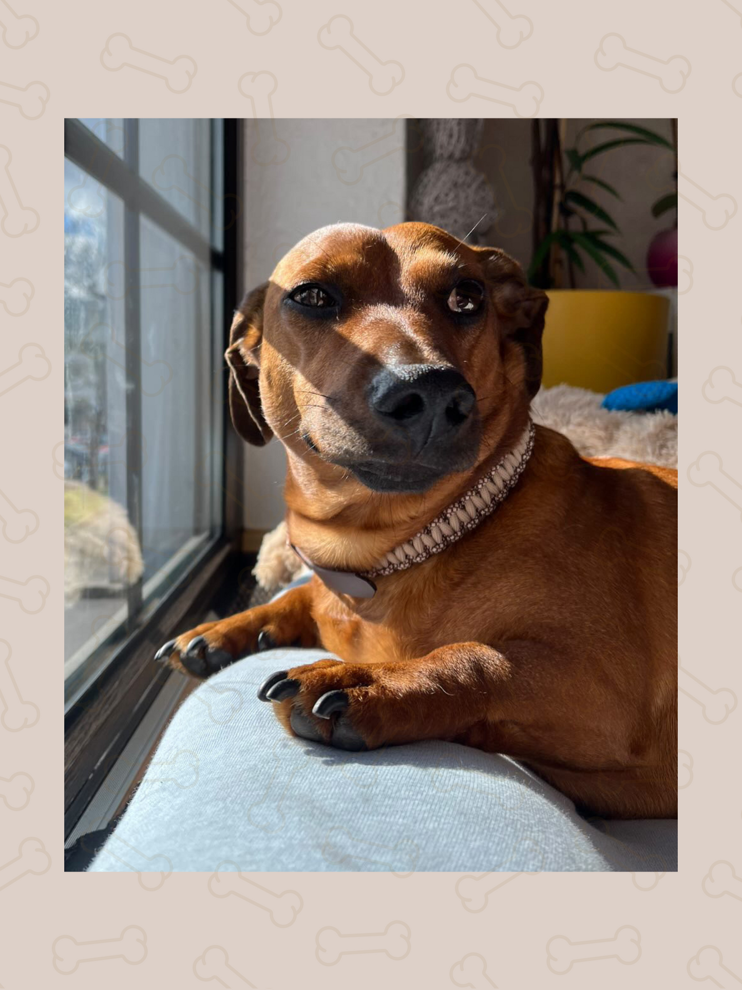 Customizable | Cobra collar | very small and small dogs