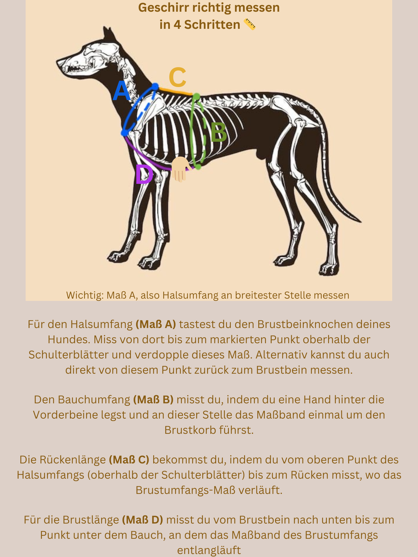 Individuell erstellbar | Geschirr Flower | sehr kleine bis sehr große Hunde